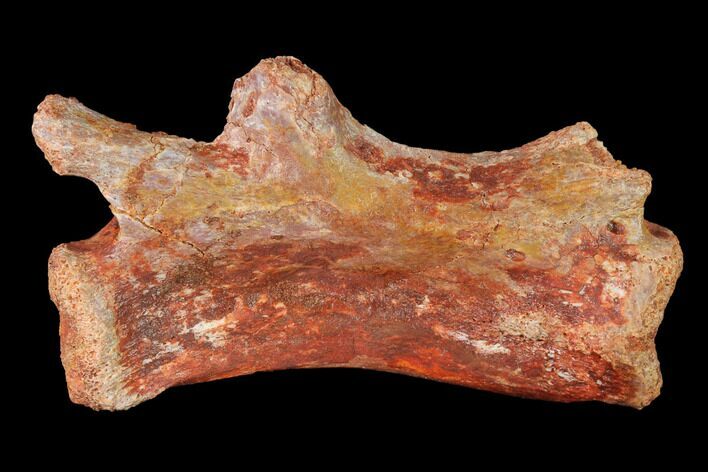 Fossil Theropod Dinosaur Caudal Vertebra - Morocco #144826